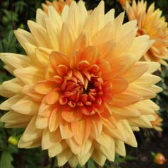 Dahlia Decorative 'House of Orange'